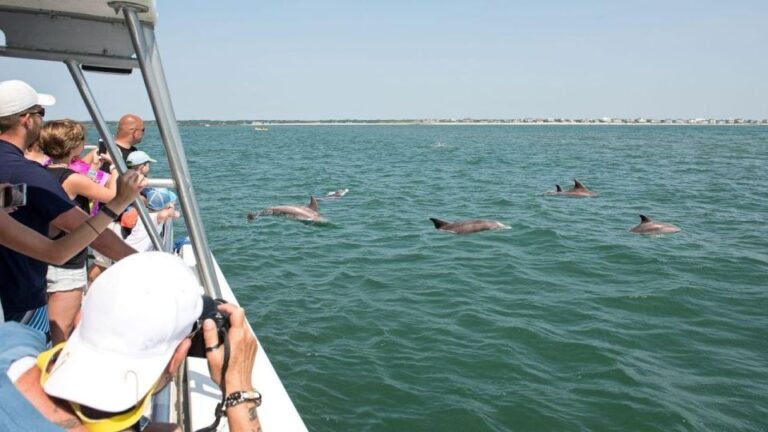 Ocean City: High-Speed Sunset Cruise & Dolphin Watch