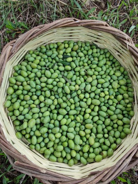 Olive Harvesting & Olive Oil Tasting