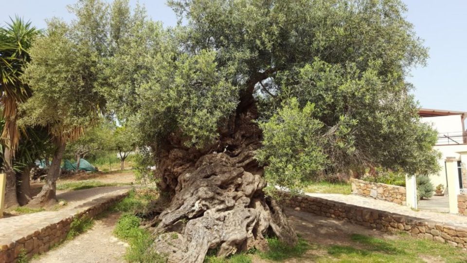 1 olive mill visit olive oil tasting 3 hour trip private Olive Mill Visit & Olive Oil Tasting 3-Hour Trip Private