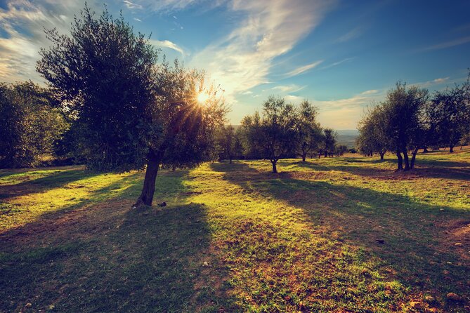 Olive Oil Factory From Seville Private Tour