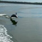 1 orange beach dolphin watching eco boat tour Orange Beach: Dolphin-Watching Eco-Boat Tour
