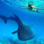 1 oslob snorkeling with whale sharks and kawasan canyoning Oslob Snorkeling With Whale Sharks and Kawasan Canyoning