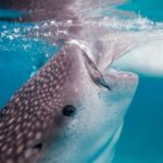 1 oslob whaleshark watching tour with moalboal island tour Oslob Whaleshark Watching Tour With Moalboal Island Tour