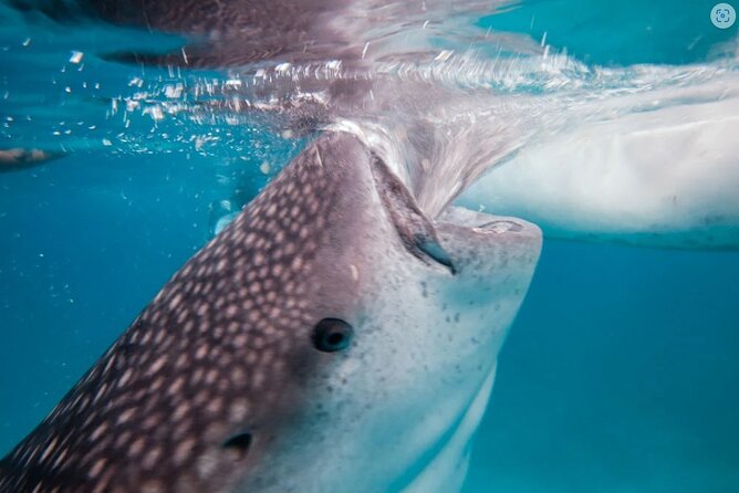 Oslob Whaleshark Watching Tour With Moalboal Island Tour
