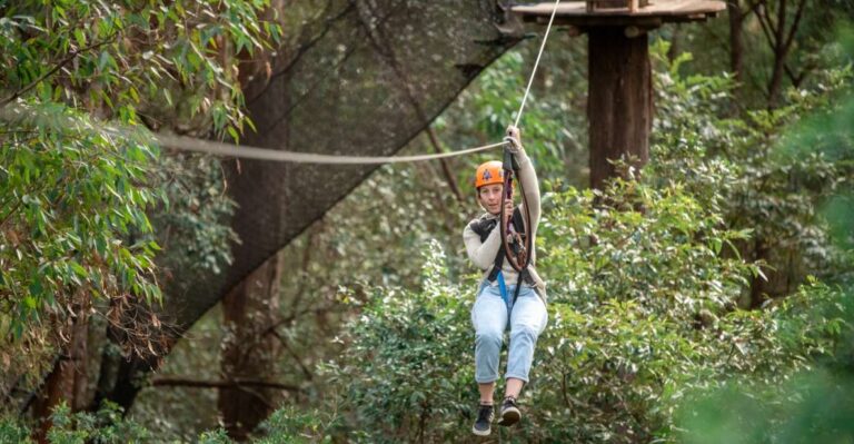 Ourimbah: Central Coast Treetops Adventure Tree Ropes Course