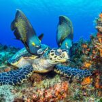 1 padi discover scuba diving tour in cozumel PADI Discover Scuba Diving Tour in Cozumel