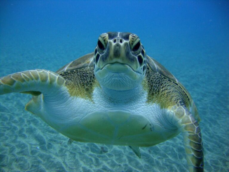 PADI OpenWaterDiving Course in Costa Adeje, Puerto Colon