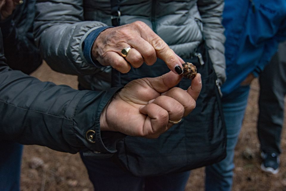 1 palazzolo acreide truffle hunting with lunch and wine Palazzolo Acreide: Truffle Hunting With Lunch and Wine