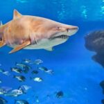 1 palma de mallorca shark dive at palma aquarium Palma De Mallorca: Shark Dive at Palma Aquarium