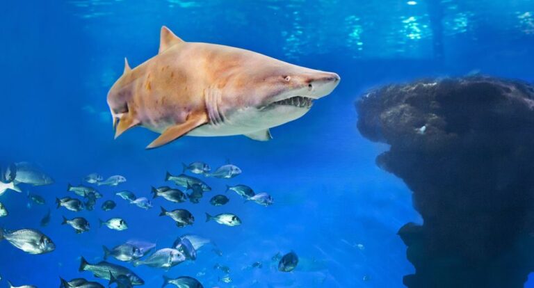Palma De Mallorca: Shark Dive at Palma Aquarium