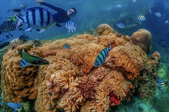 Pattaya : Finding Nemo Snorkeling Tour by Private Speedboat