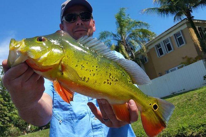 Peacock Bass Fishing Trip Near Palm Beach