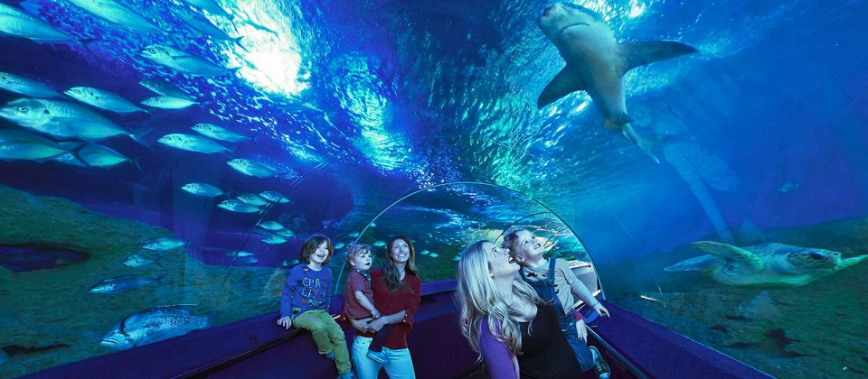 1 perth aqwa aquarium of western australia entry tickets Perth: AQWA Aquarium of Western Australia Entry Tickets