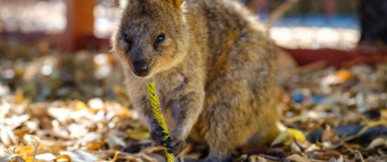 Perth: City Highlight Rottnest Island Ultimate Day Trip