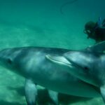 1 perth swim with wild dolphins tour Perth: Swim With Wild Dolphins Tour