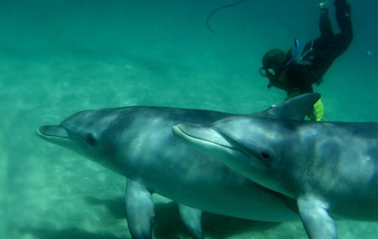 Perth: Swim With Wild Dolphins Tour