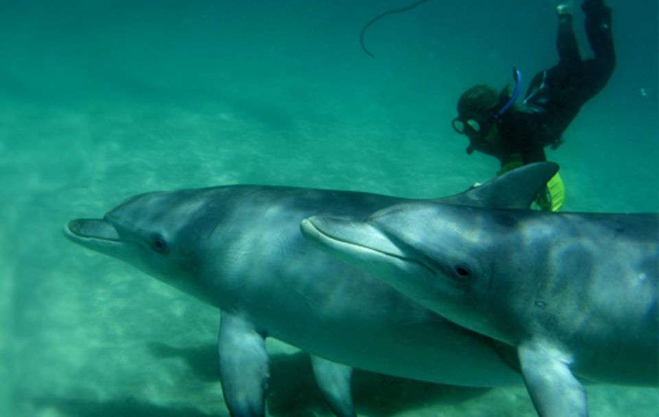 1 perth swim with wild dolphins tour Perth: Swim With Wild Dolphins Tour