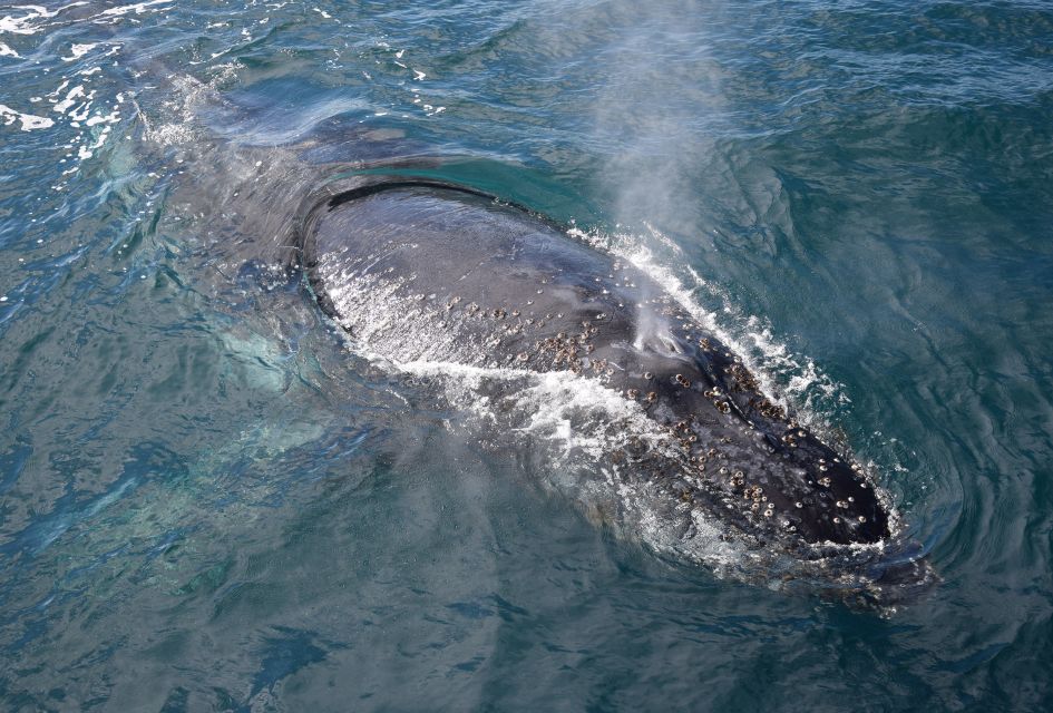 1 philip island dolphin and whale cruise Philip Island: Dolphin and Whale Cruise