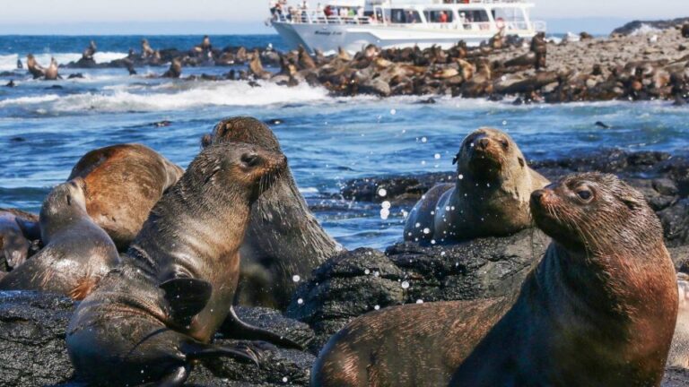 Phillip Island: Whale Watching Boat Tour