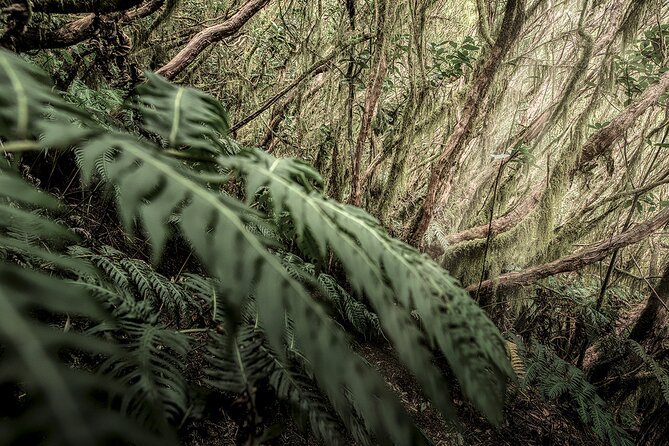 Photography Workshop Tenerife I Anaga I Laurel Forest I Benijo