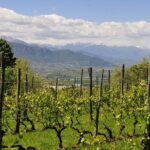 1 piemonte vineyards by yourself from turin business car with english chauffeur Piemonte Vineyards by Yourself From Turin - Business Car With English Chauffeur