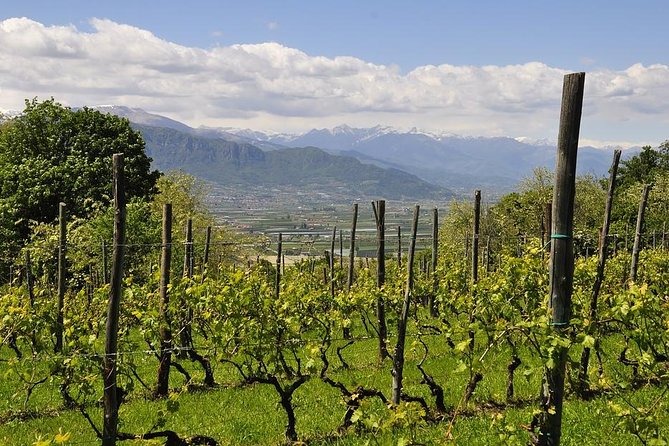 Piemonte Vineyards by Yourself From Turin – Business Car With English Chauffeur