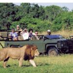 1 pilanesberg full day safari private Pilanesberg Full Day Safari Private