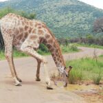 1 pilanesberg national park 3 day safari with accommodation johannesburg Pilanesberg National Park 3-Day Safari With Accommodation - Johannesburg