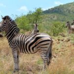 1 pilanesberg national park full day safari from johannesburg Pilanesberg National Park Full Day Safari From Johannesburg