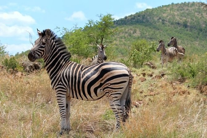 Pilanesberg National Park Full Day Safari From Johannesburg