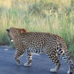 1 pilanesberg national park safari big 5 full day Pilanesberg National Park Safari, BIG 5 Full Day