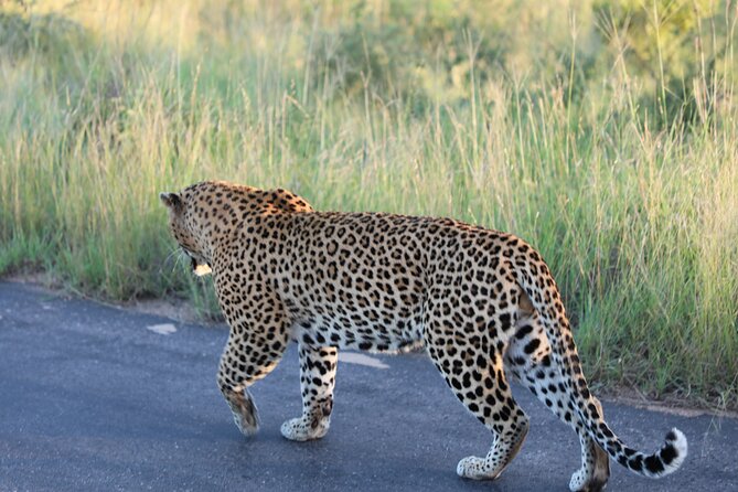 Pilanesberg National Park Safari, BIG 5 Full Day