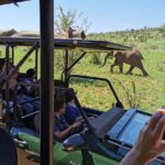 1 pilanesberg national park safari from johannesburg Pilanesberg National Park Safari From Johannesburg