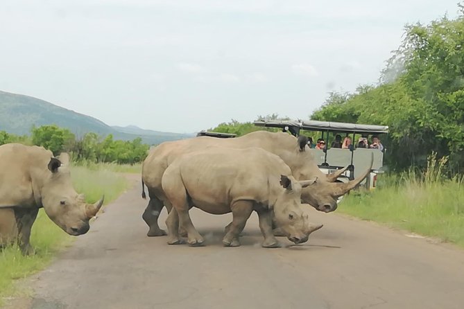 1 pilanesberg nature reserve lion rhino park private Pilanesberg Nature Reserve & Lion & Rhino Park Private