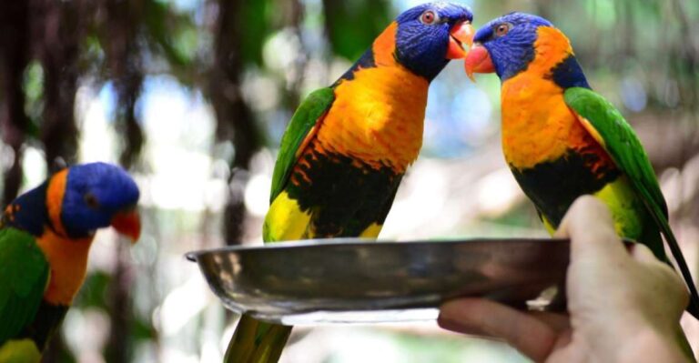 Port Douglas: Breakfast With the Birds