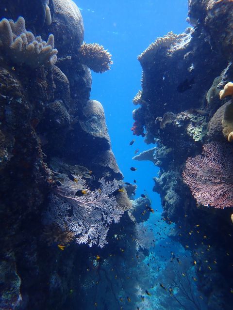 Port Douglas: Outer Great Barrier Reef Snorkeling Cruise