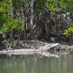 1 port douglas river cruise crocodile spotting drink snack Port Douglas: River Cruise, Crocodile Spotting, Drink/ Snack