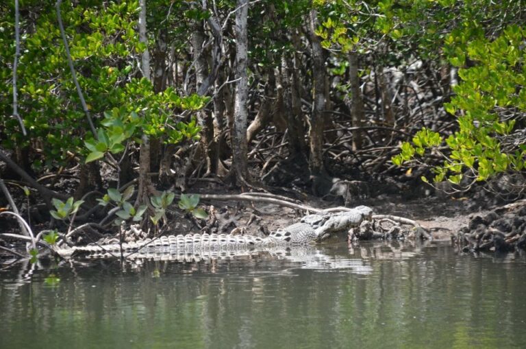 Port Douglas: River Cruise, Crocodile Spotting, Drink/ Snack