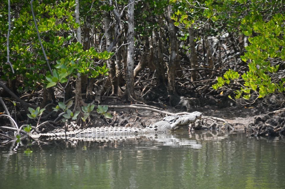 1 port douglas river cruise crocodile spotting drink snack Port Douglas: River Cruise, Crocodile Spotting, Drink/ Snack