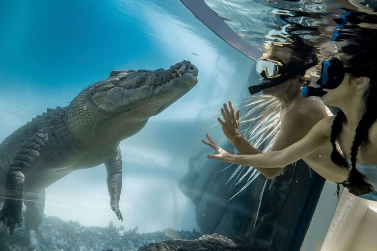 Port Douglas: Wildlife Habitat Swim With Crocodiles