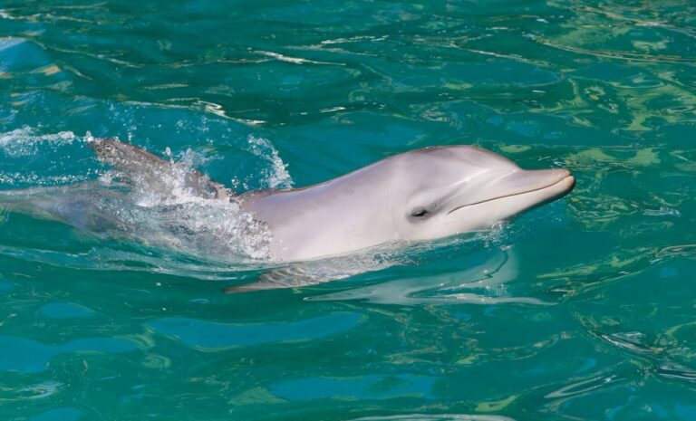 Port Stephens: Dolphin Watch Cruise With Swimming & Slides