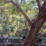 1 port stephens koala sanctuary general admission ticket Port Stephens: Koala Sanctuary General Admission Ticket