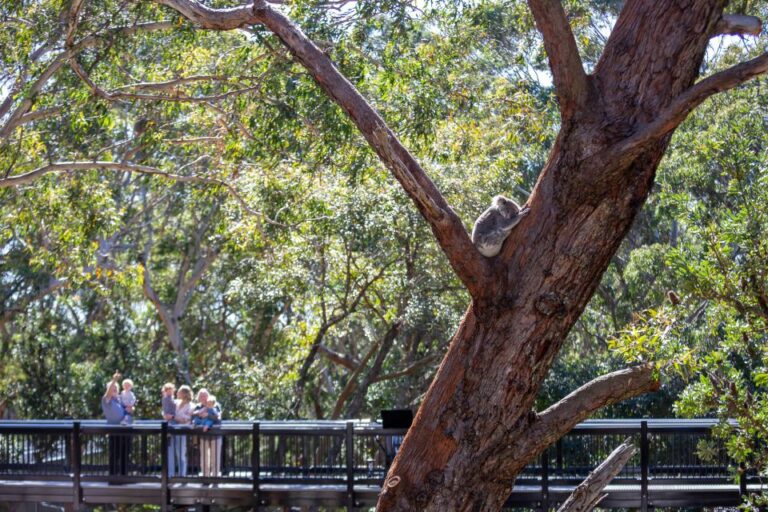 Port Stephens: Koala Sanctuary General Admission Ticket