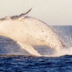 1 port stephens small group whales dunes combo Port Stephens Small Group Whales & Dunes Combo