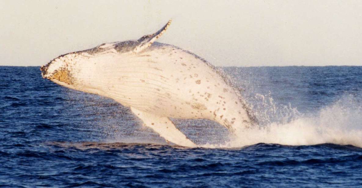 1 port stephens small group whales dunes combo Port Stephens Small Group Whales & Dunes Combo