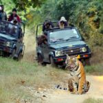 1 private 12 day safari tour parks reserves of central india new delhi Private 12-Day Safari Tour: Parks & Reserves of Central India - New Delhi
