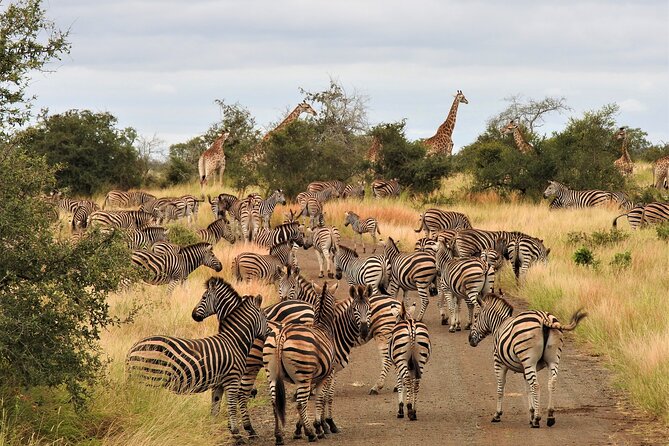 Private 4×4 Safari Tour in Kruger National Park