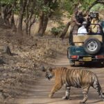 1 private 6 day ranthambhore tiger tour including delhi agra and jaipur Private 6-Day Ranthambhore Tiger Tour Including Delhi, Agra and Jaipur