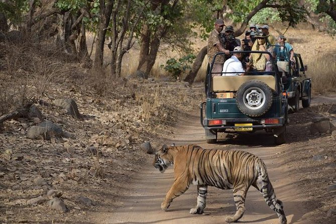 Private 6-Day Ranthambhore Tiger Tour Including Delhi, Agra and Jaipur