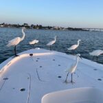 1 private boat offering dolphin watching island excursions and nature tours Private Boat Offering Dolphin Watching, Island Excursions and Nature Tours